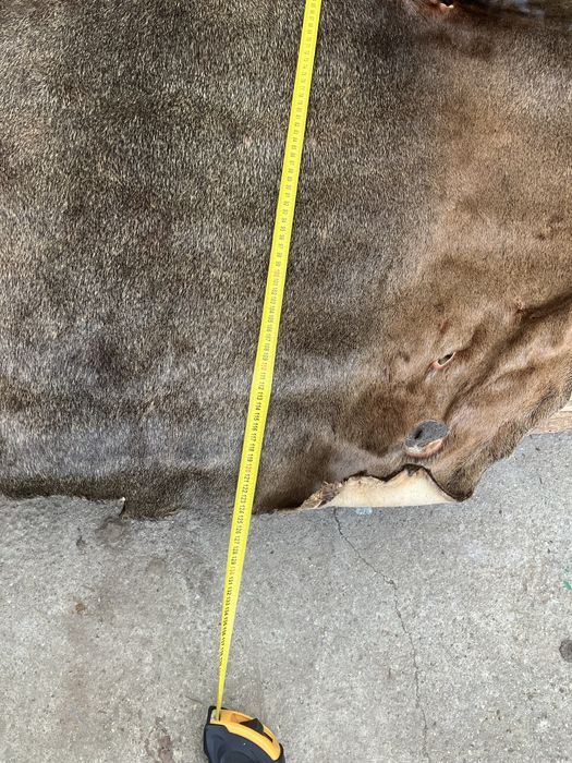 Blana naturala de Castor