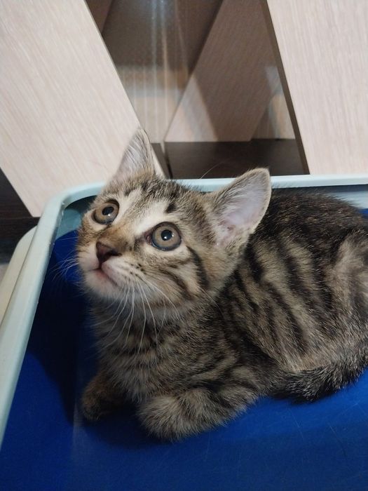 Котенок мальчик 2 месяца