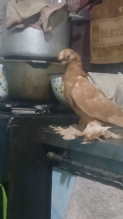 Продаются  пискуны