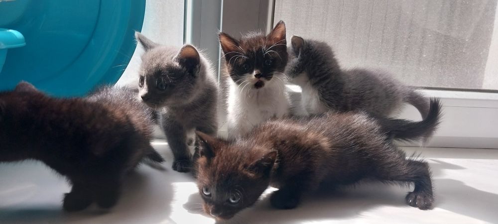 Котята в хорошие руки
