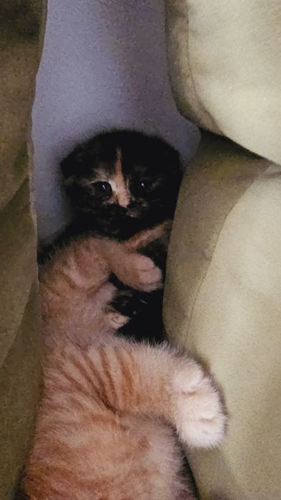 Котята кошечки папа британец