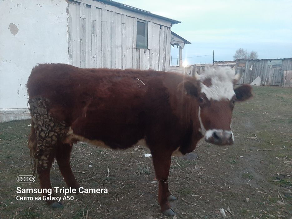 Продам первотелку стельную