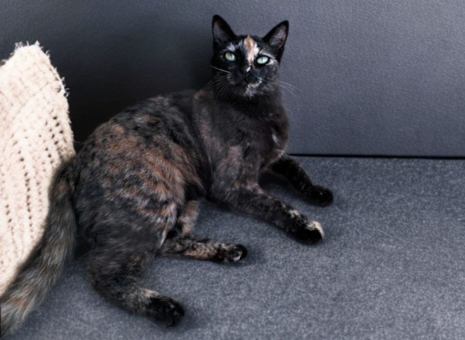 Ищем дом для котят!