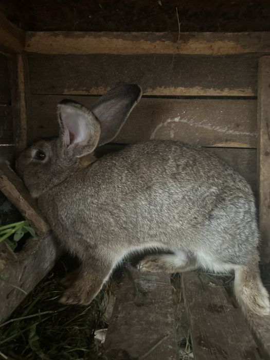 Продам молодого крола