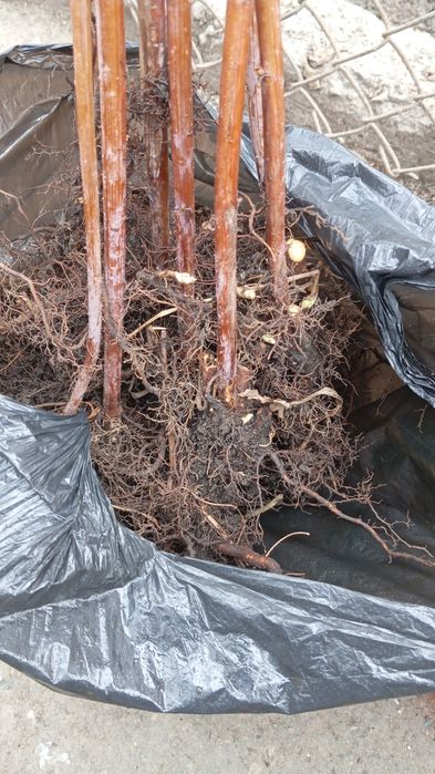 саженцы, местные, приживание 100%