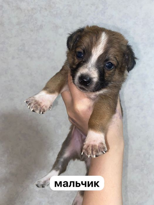 Малыши ищут любящих хозяев.