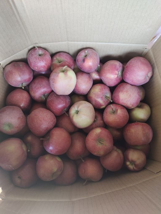 Продам яблоки Американка