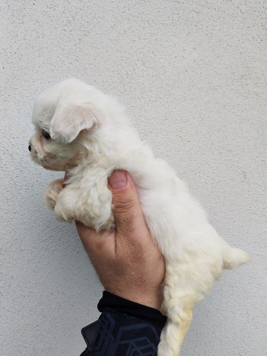 Fetita mini toy de bichon maltez