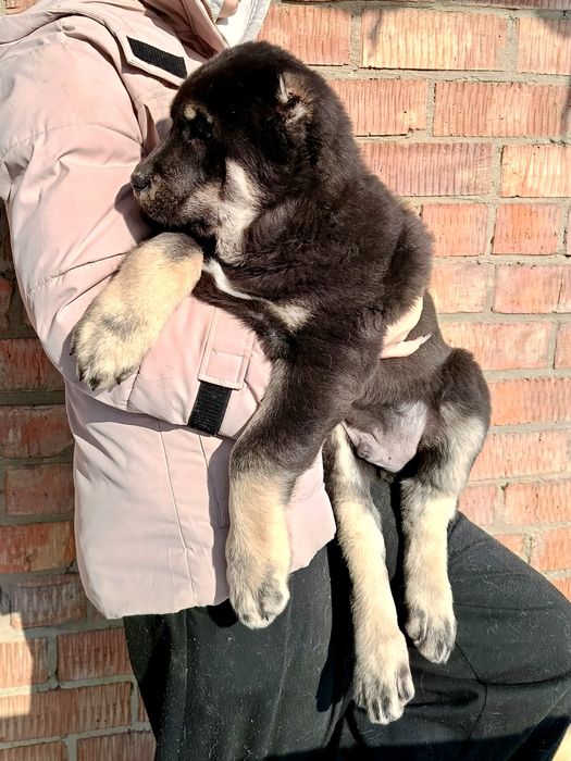 Продаются щенки САО(азиаты)