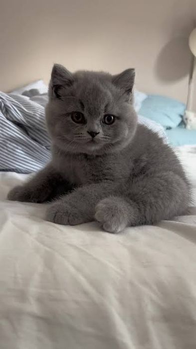 British shorthair scottish  de rasa pura cu origine  pedigree
