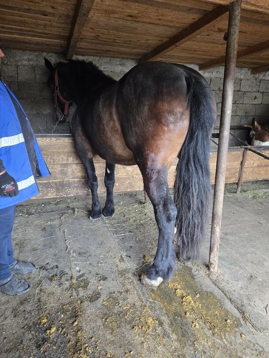 Manza semigreu de vânzare