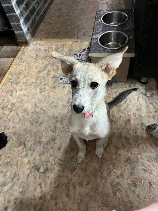 Бесплатно отдам щенка