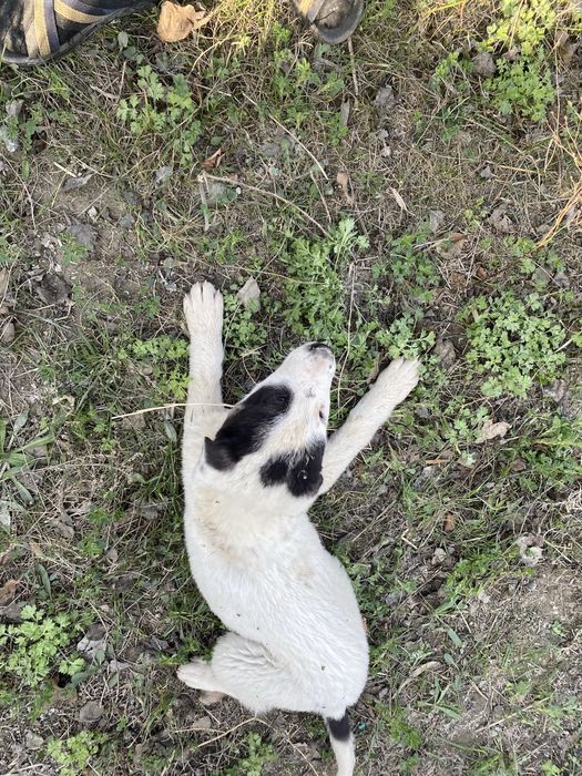 Alabay kuchukcha sotiladi 2 oylik moda