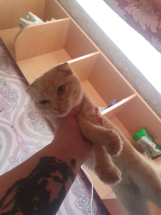 Котёнок вислоухая девочка