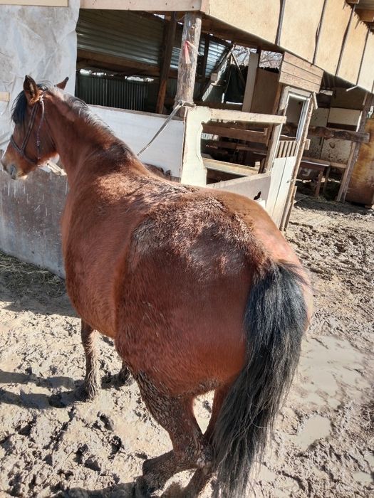 Бие кобыла буаз 2 туган