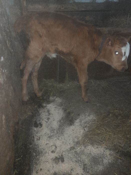 Vand tăuraș  metis