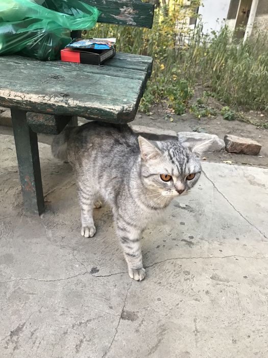 Отдам породистого кота. ^_^