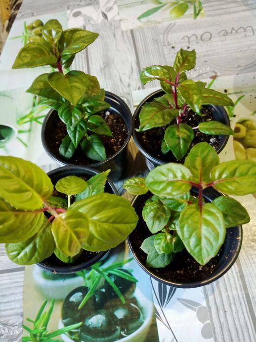 Продам комнатные растения