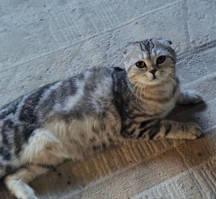 Шотландская вислоухая кот