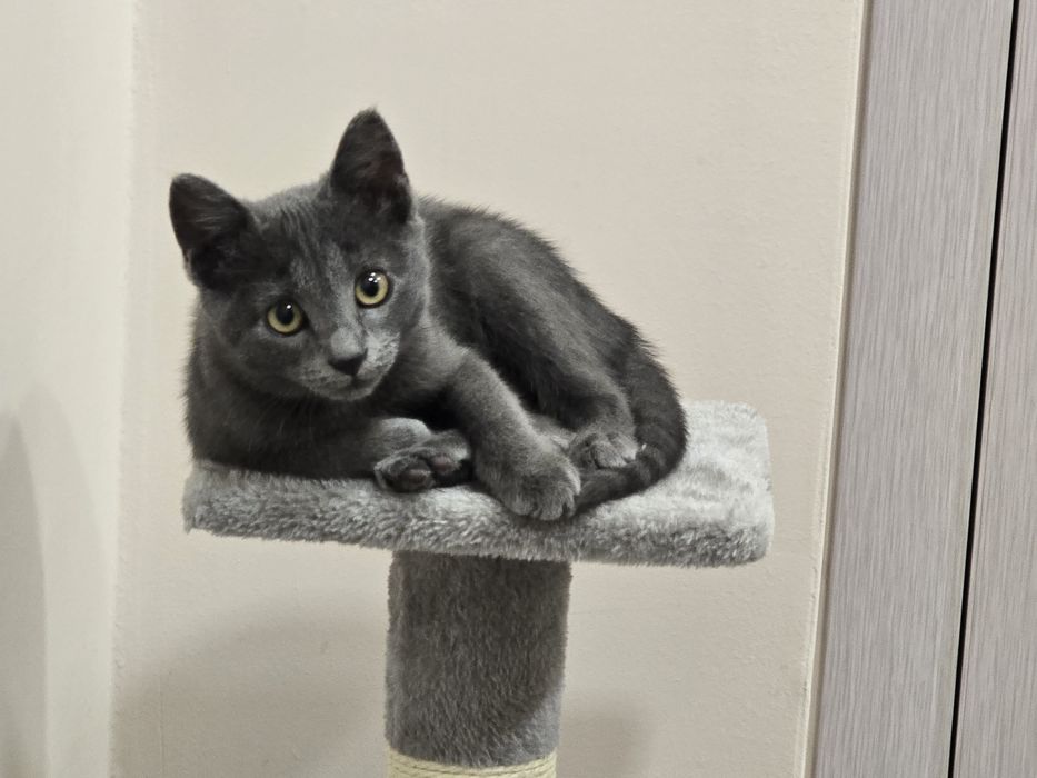 Коте Мия подарява се