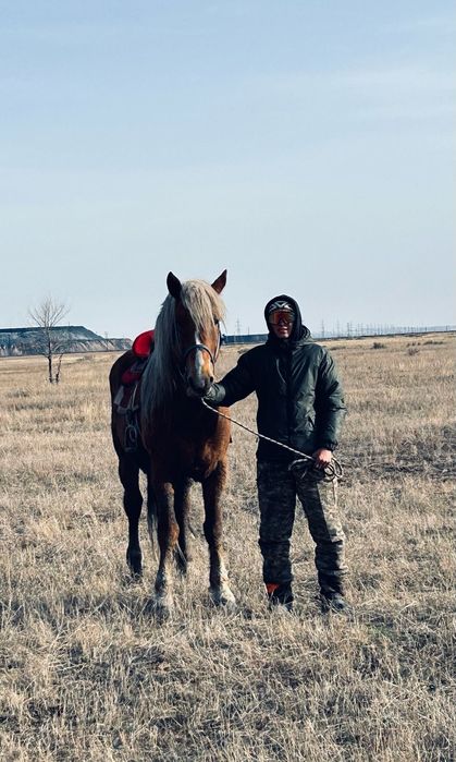 Айгыр сатылады 7 жасар