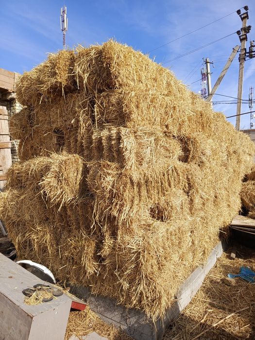 Sholi somon bo kiplangan