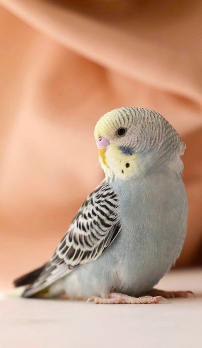 Продам попугая девочку вместе с клеткой