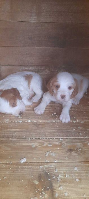 Мъжки бретончета