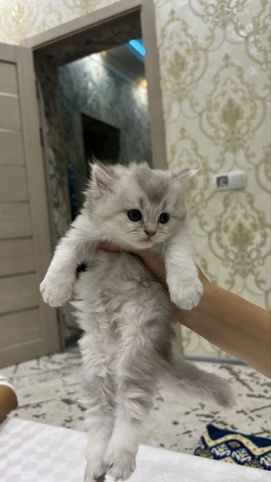 Scottish Fold zotli