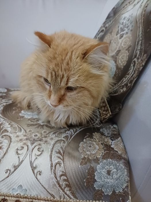 Рыжий котик,молодой.