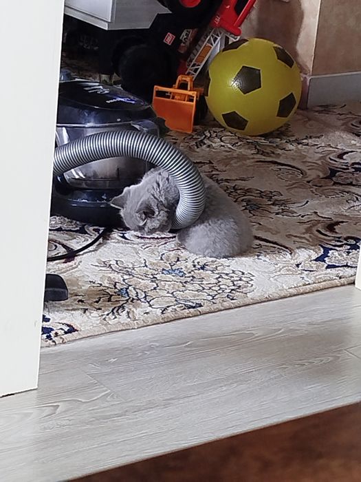 Britanskiy skottish strayt