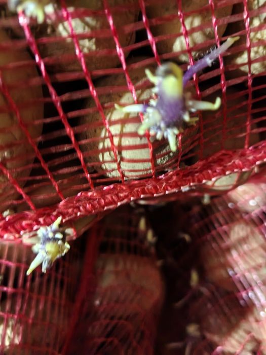 Vand carofi de samanta