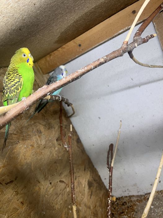 Волнистые попугай