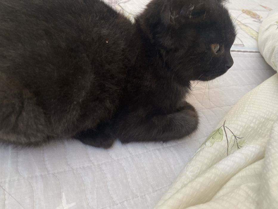 Котенок в добрые руки