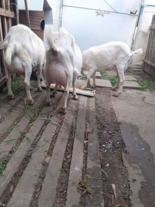 Capre sannen cu lapte fără miros