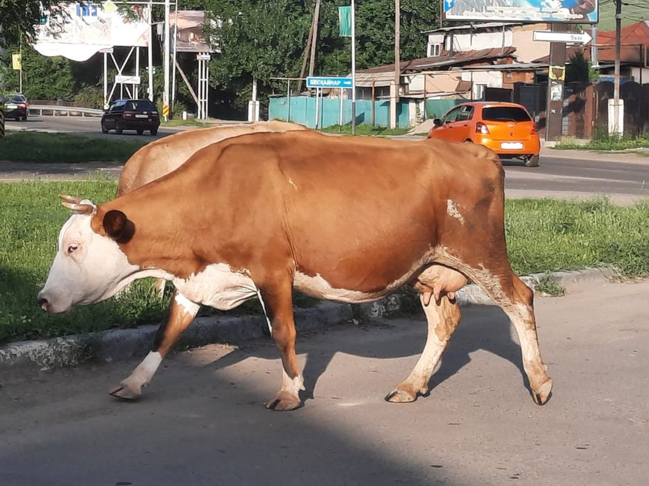 Срочно продам корова