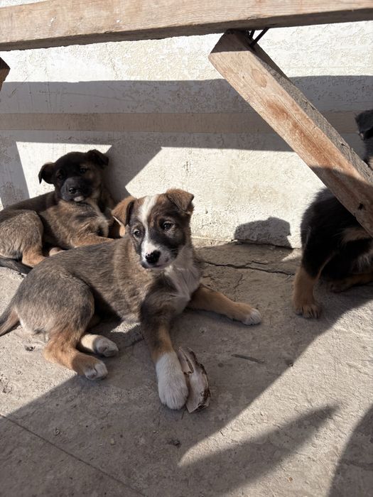 Шенок бесплатно каскелен