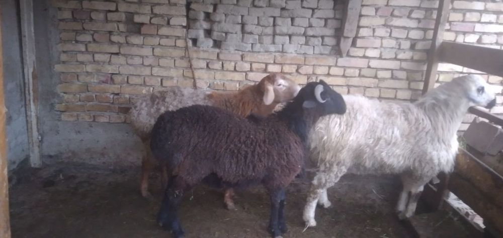 Qo'chqorlar sotiladi