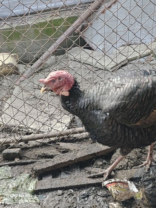 Продам индюка,самец-2024г.р