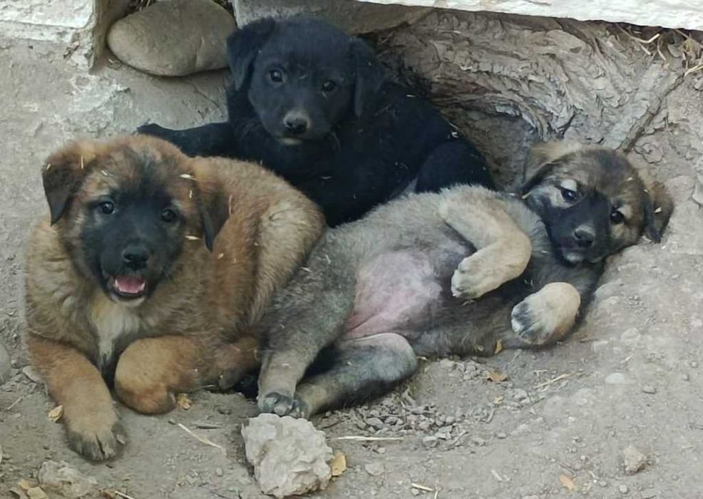 Щенки Күшіктер в добрые руки