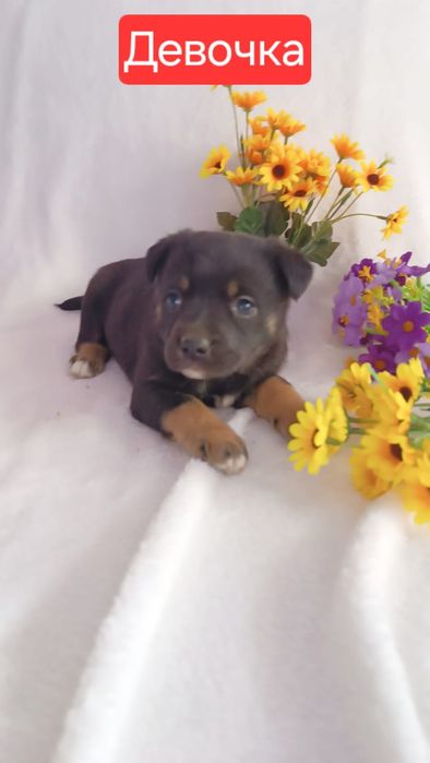 Щенки ждут пап мам