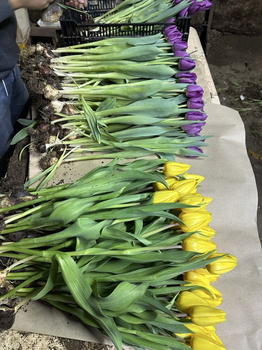 Тюльпаны только  оптом