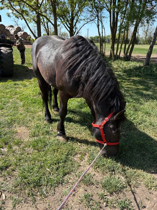 Iapă de vanzare.
