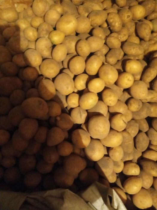 Картошка картофель