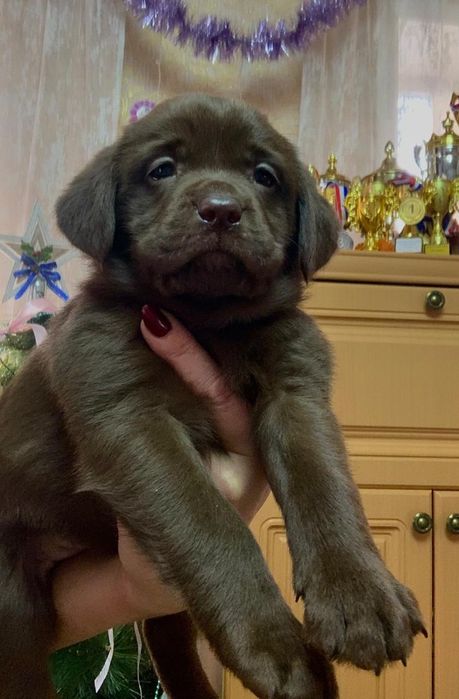 Щенки лабрадора ретривера