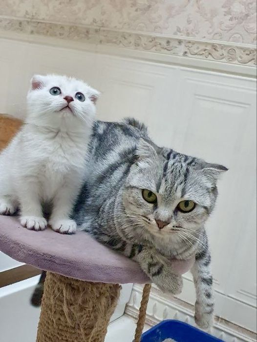 Skotish fold Ona bola