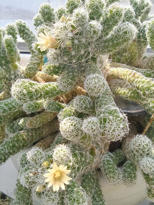 Продам цветы комнатные