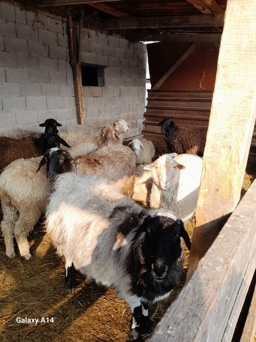 Шаруа кои сатылады барі буаз