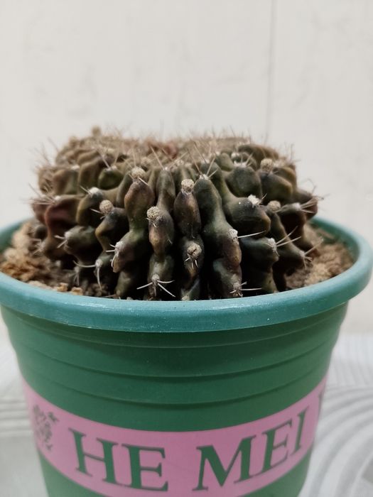 Коллекционный кактус