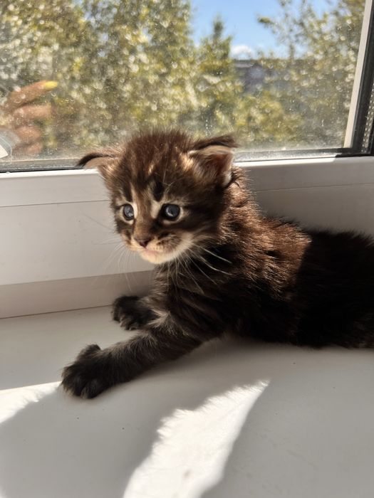 Котята Мейн кун полидактильные